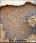 CXCL9 Antibody (C-term)